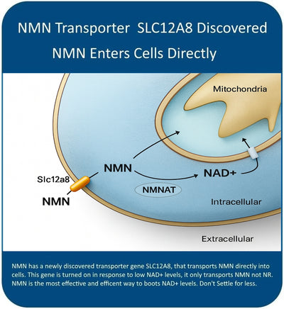 MAAC10 NMN 1000MG Serving NAD+ Supplement.