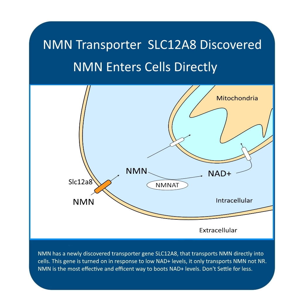NMN Transporter - slc12a8
